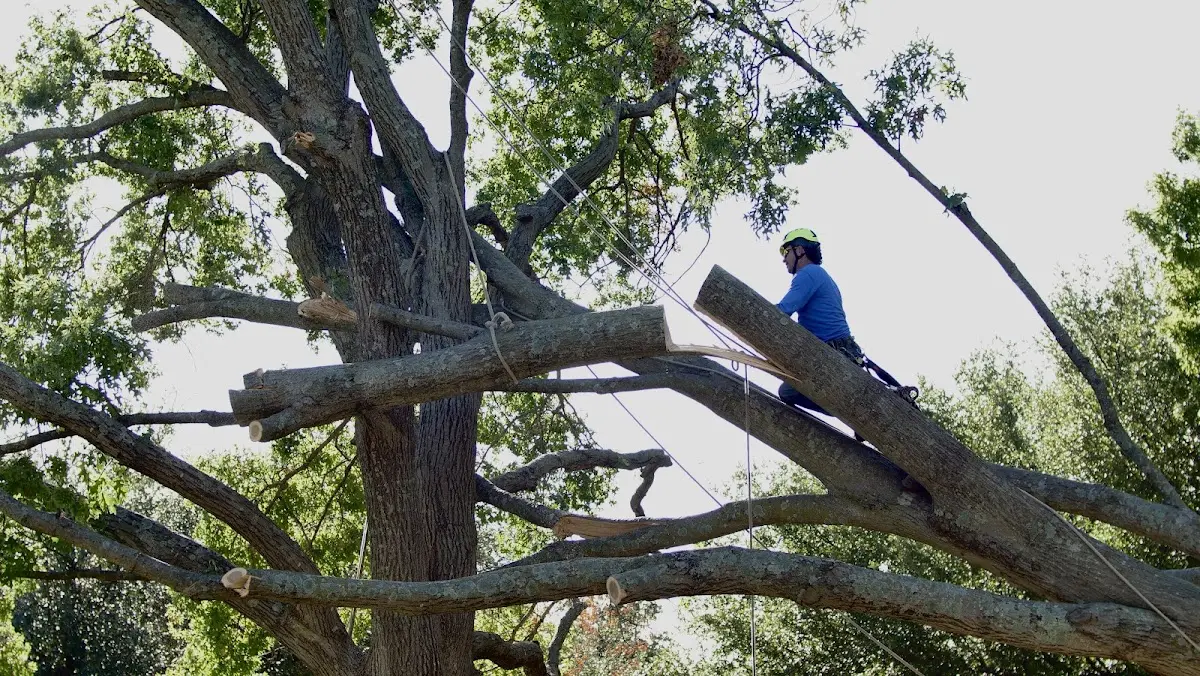Professional Crown Thinning performed by certified arborists in Galliano